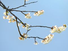-樱桃山旅游景区