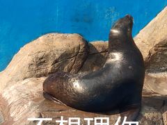 -海合安成都极地海洋公园