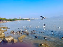 -深圳湾公园(南山区)
