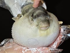 -肆月河豚·淮扬菜·湘菜(华天店)