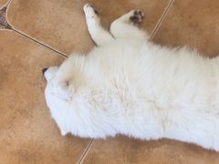 -Let's go狗咖·猫咖·奶狗·桌游(春熙路IFS店)