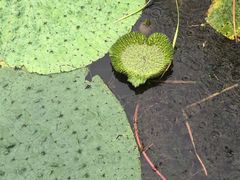-盐城丹顶鹤湿地生态旅游区