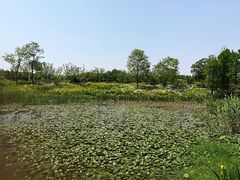 -尚贤河湿地