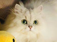 -猫大福·Fortune Cat猫舍(百子湾店)