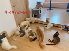 -猫腻·猫咖·撸猫馆(星光大道店)