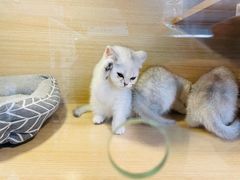 -三旗百汇商品城