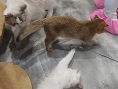-楼上猫咖(罗湖店)