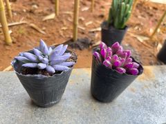 -桂林市花鸟市场