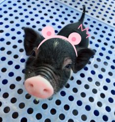 -萌宠亲子动物乐园(槐房万达店)