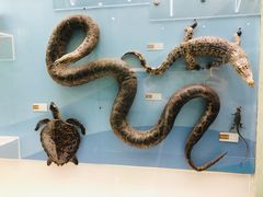 -国家自然博物馆