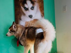 -Husky Go! 哈士奇体验馆·宠物咖啡厅狗咖
