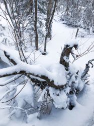 -大秃顶子山