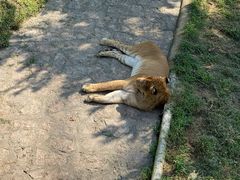 -西霞口神雕山野生动物世界