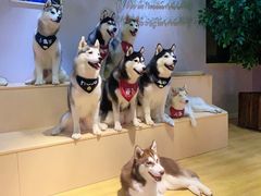 -Husky Go! 哈士奇体验馆·宠物咖啡厅狗咖