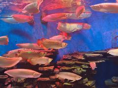 -多彩贵州城极地海洋世界