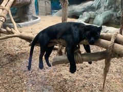 -清迈夜间动物园