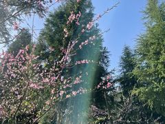 -武陵山森林公园