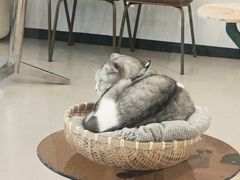 -共舞时光猫咖·狗咖(新街口店)