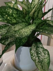 -南京医科大学友谊整形外科医院