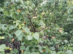 -碧露轩·大益茶体验馆(镇江路店)