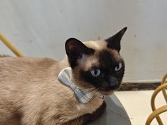 -藏猫猫咖啡主题馆(中央大道店)