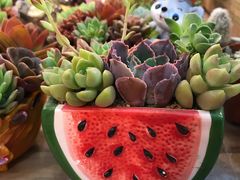-双季花艺园艺市场(浦东店)