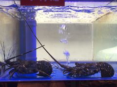 -小龍鳳·港式海鲜打边炉(沙湖路店)
