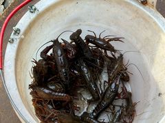 -同銮特种养殖场·龙虾垂钓