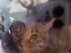 -纳吉亚猫专科动物医院·北北分院