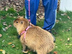 -J Create城市露营咖啡·简餐·宠物(上海动物园店)