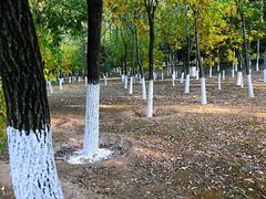 -大兴滨河森林公园