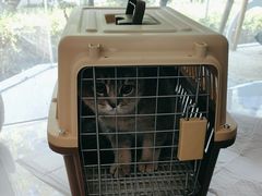 -纳吉亚猫专科动物医院·北北分院