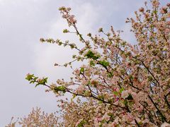 -洛阳市隋唐城遗址植物园