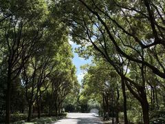 -贡湖湾湿地公园