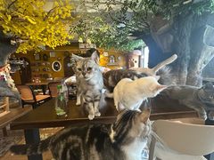 -猫猫幼稚园·撸猫·桌游·电玩