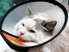 -瑞鹏瑞爱宠物医院·全科·猫科·血液透析中心(龙头寺店)