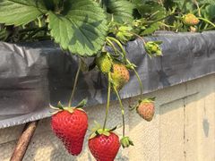 -甜心庄园·甜心草莓采摘园(西青中北店)