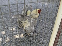 -苏州太湖西山岛开心农场