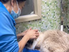 -瑞鹏宠物医院·微创内窥镜·骨外科·牙科(翠竹分院)