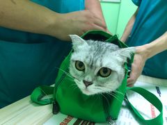 -圣宠动物医院·犬猫专科·影像中心·外科中心
