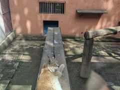 -青藏高原野生动物园