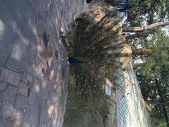 iphone_upload_pic-百鸟园