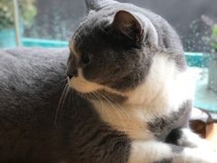 -猫小院猫主题咖啡厅(北锣店)