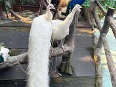 -西双版纳原始森林公园