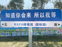 -喜杨洋草莓采摘园
