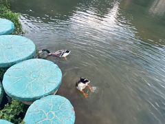 -靖西鹅泉风景区
