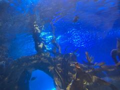 -太平洋海底世界