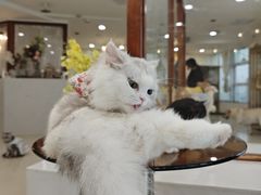 -共舞时光猫咖·狗咖(新街口店)