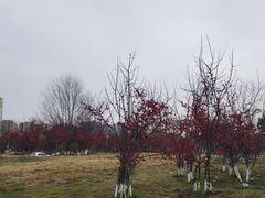 -两河城市森林公园