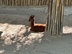 -泉州海丝野生动物世界